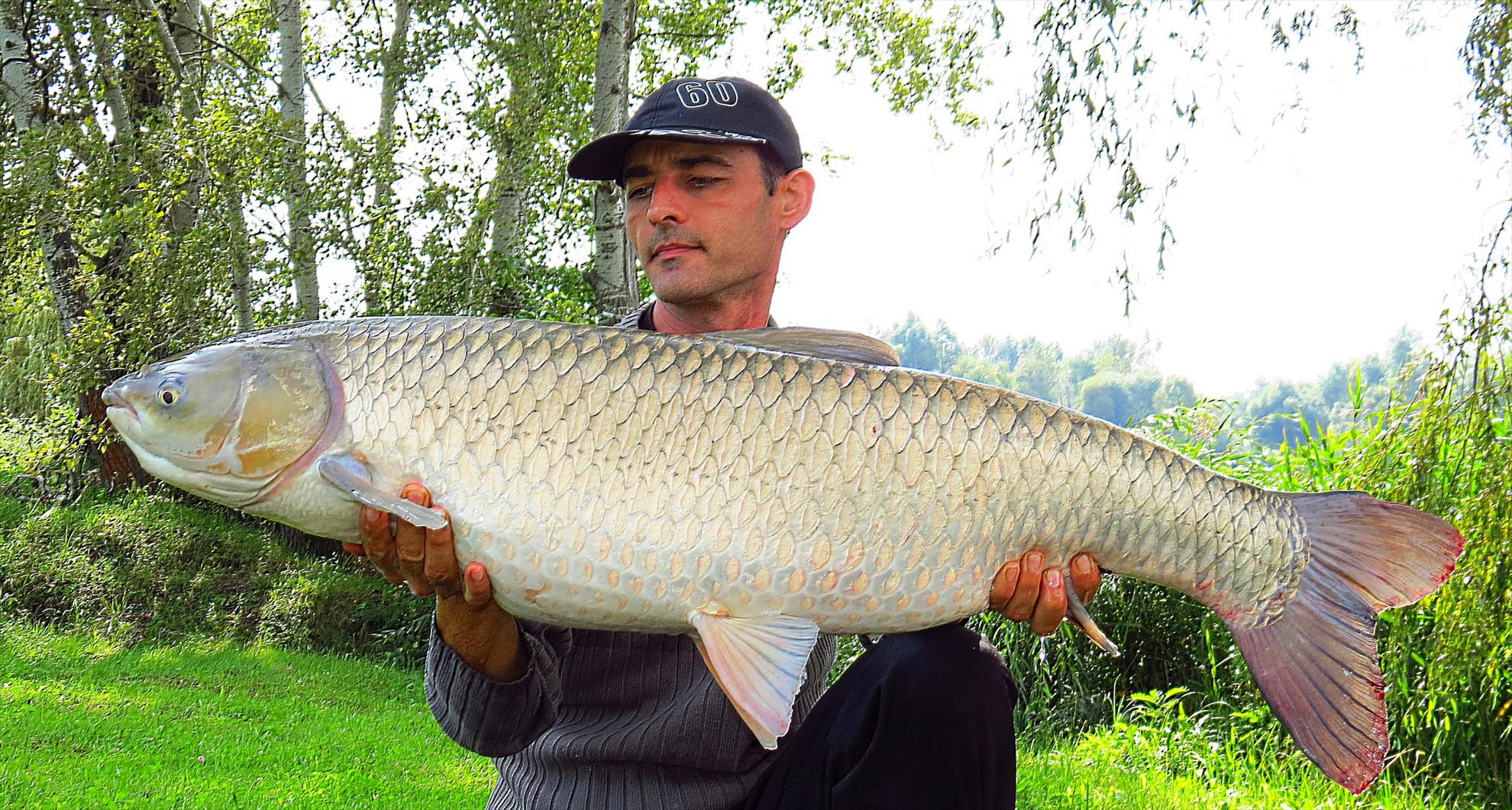 Palici Sep.2014 - img6238-032-amur-1538-kg-la-1220.JPG